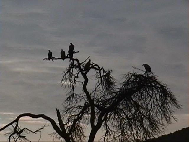 Dn-a1430-African Vultures-by Darren New.jpg