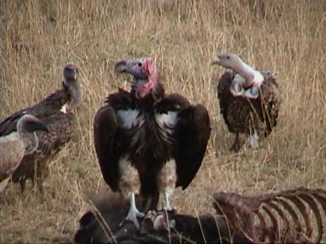 Dn-a1432-African Vultures-by Darren New.jpg