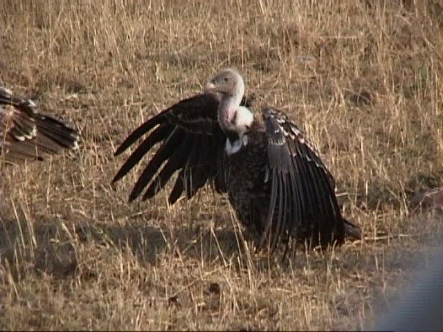 Dn-a1434-African Vulture-by Darren New.jpg
