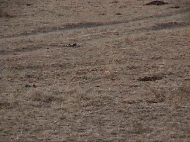 Dn-a1440-grass-by Darren New.jpg