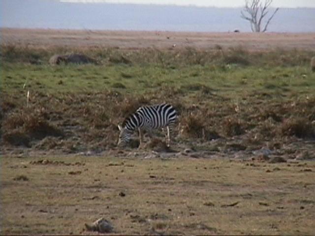 Dn-a1453-Plains Zebra-by Darren New.jpg