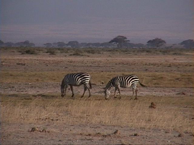 Dn-a1457-Plains Zebras-by Darren New.jpg