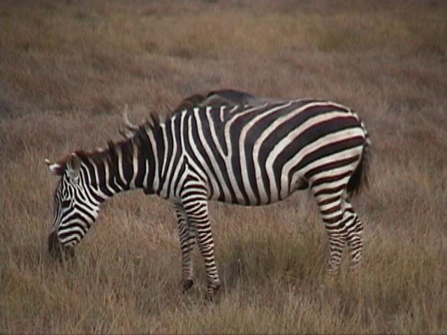 Dn-a1478-Plains Zebra-by Darren New.jpg