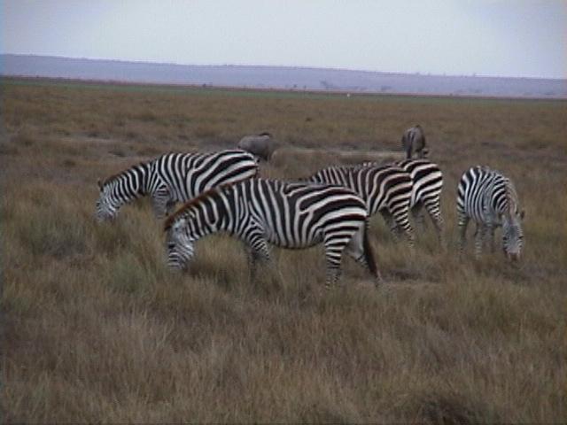 Dn-a1479-Plains Zebras-by Darren New.jpg