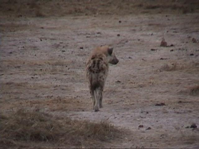 Dn-a1482-Spotted Hyena-by Darren New.jpg
