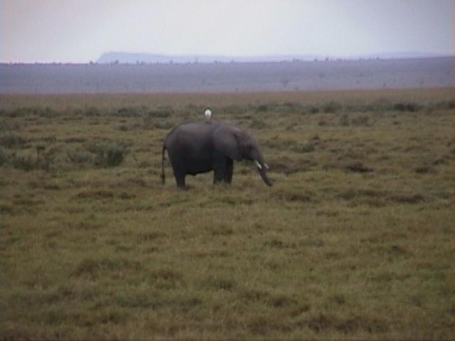 Dn-a1490-African Elephant-by Darren New.jpg