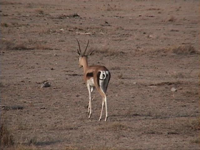 Dn-a1508-Thompson s Gazelle-by Darren New.jpg