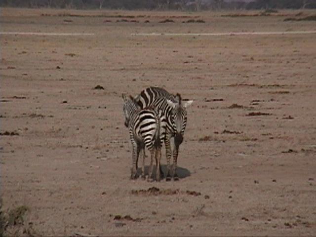 Dn-a1509-Plains Zebras-by Darren New.jpg