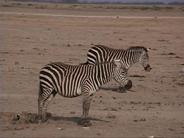 Dn-a1510-Plains Zebras-by Darren New.jpg