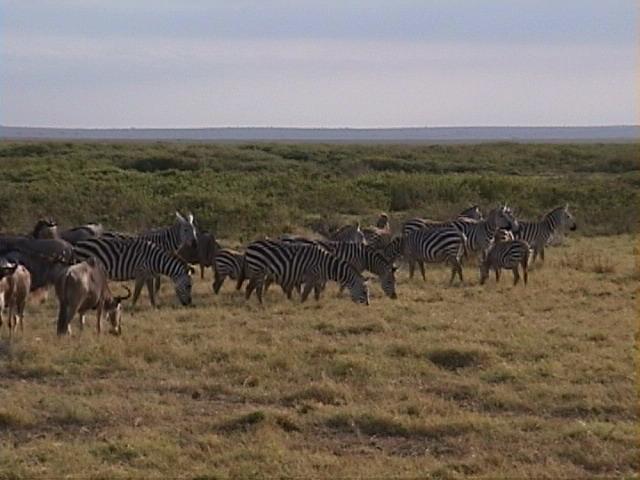 Dn-a1511-Plains Zebras-by Darren New.jpg