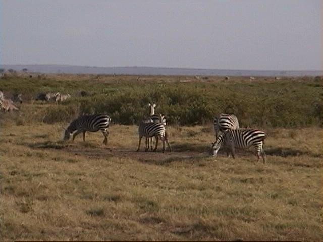 Dn-a1515-Plains Zebras-by Darren New.jpg