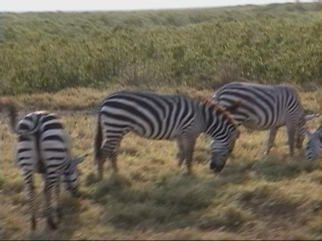 Dn-a1516-Plains Zebras-by Darren New.jpg