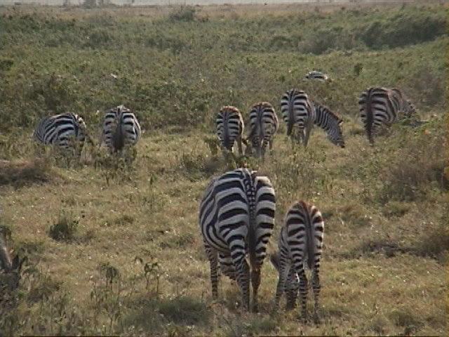 Dn-a1519-Plains Zebras-by Darren New.jpg