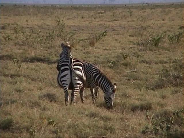 Dn-a1520-Plains Zebras-by Darren New.jpg