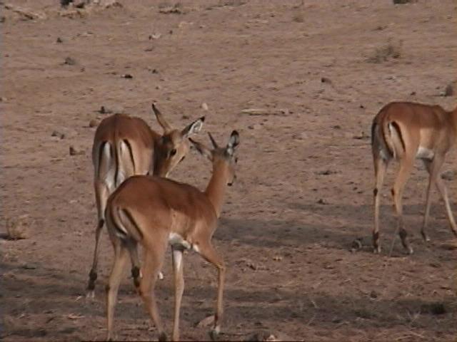 Dn-a1523-Antelopes-by Darren New.jpg