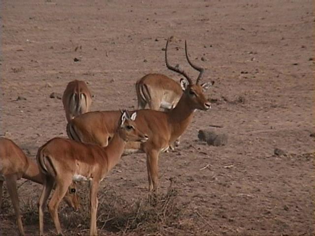 Dn-a1524-Impala Antelopes-by Darren New.jpg