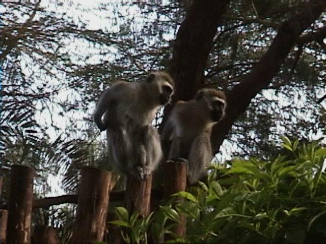 Dn-a1528-Vervet Monkeys-by Darren New.jpg