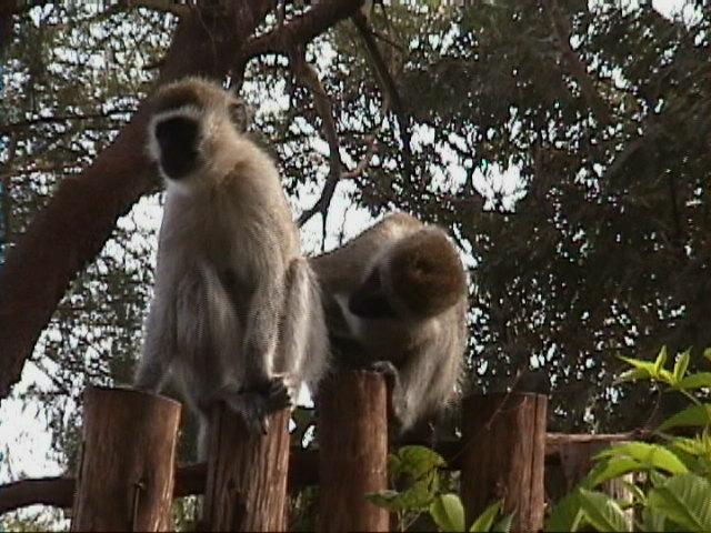Dn-a1529-Vervet Monkeys-by Darren New.jpg