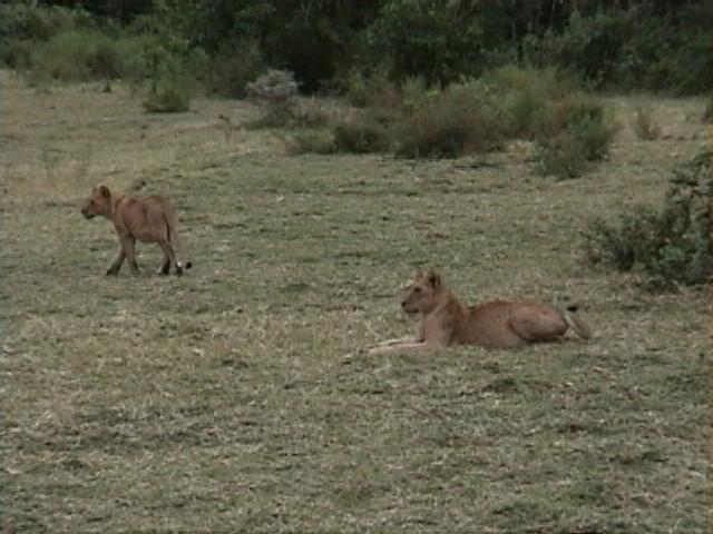 Dn-a1594-African Lions-by Darren New.jpg