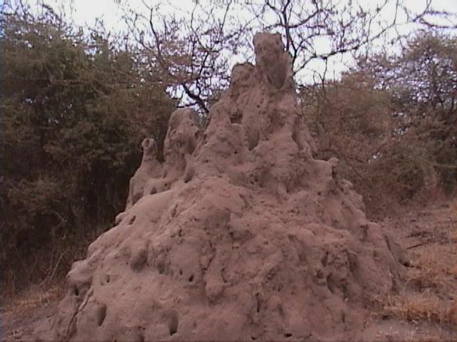 Dn-a1609-Termite Mound-by Darren New.jpg