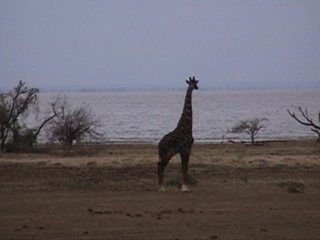 Dn-a1626-Giraffe-cheeked Hornbills-by Darren New.jpg