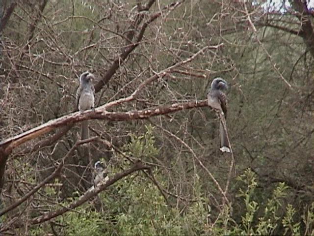 Dn-a1627-Silver-cheeked Hornbills-by Darren New.jpg