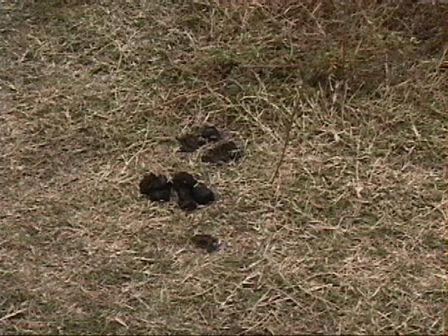 Dn-a1628-excrements-by Darren New.jpg