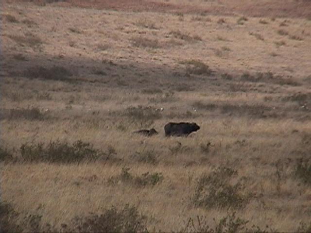 Dn-a1652-Cape Buffalos-by Darren New.jpg