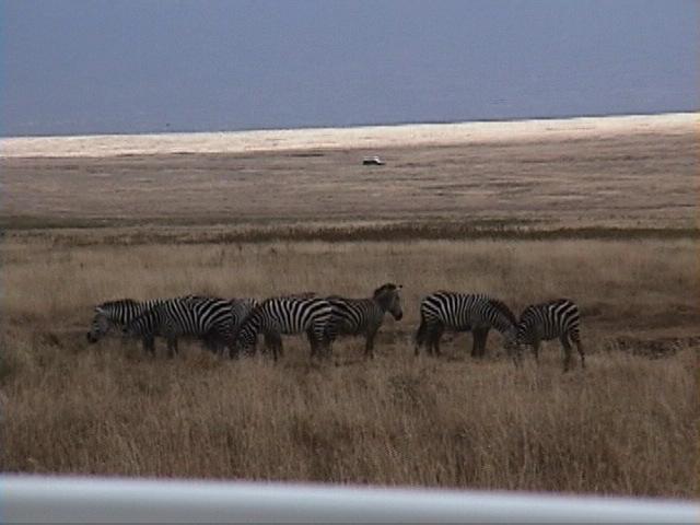 Dn-a1660-Zebras-by Darren New.jpg