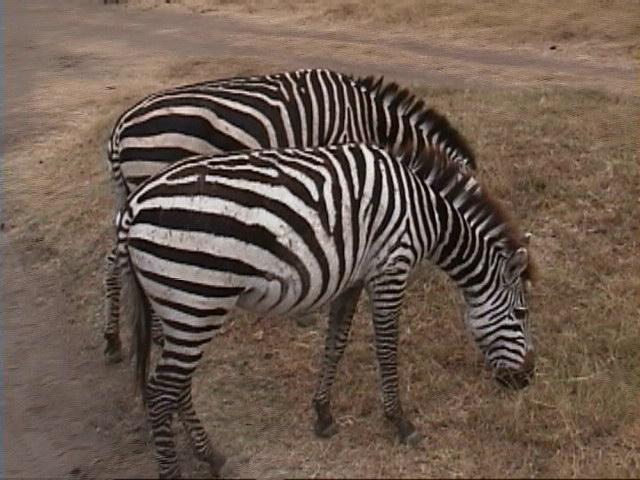 Dn-a1666-Zebras-by Darren New.jpg