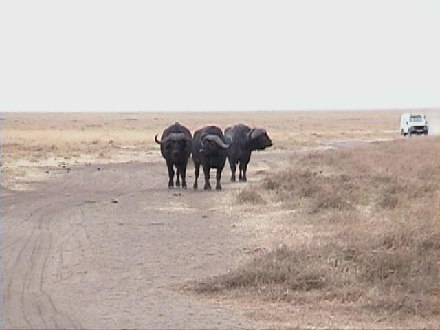 Dn-a1668-Cape Buffalos-by Darren New.jpg