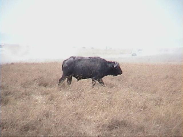 Dn-a1669-Cape Buffalo-by Darren New.jpg