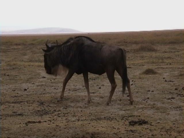 Dn-a1671-Wildebeest-by Darren New.jpg