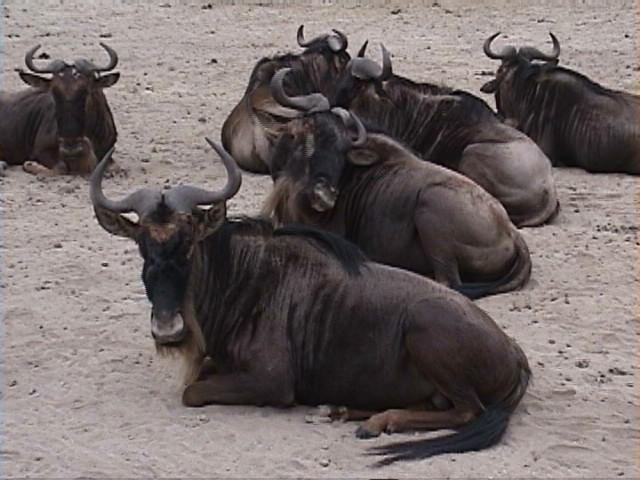 Dn-a1680-Wildebeest Herd-by Darren New.jpg
