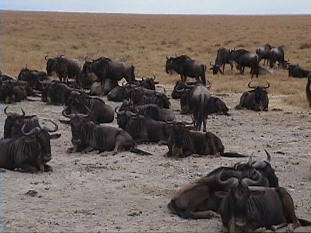 Dn-a1681-Wildebeest Herd-by Darren New.jpg