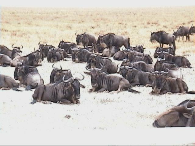Dn-a1682-Wildebeest Herd-by Darren New.jpg