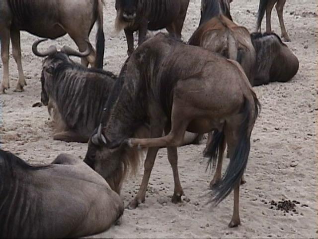Dn-a1683-Wildebeest Herd-by Darren New.jpg
