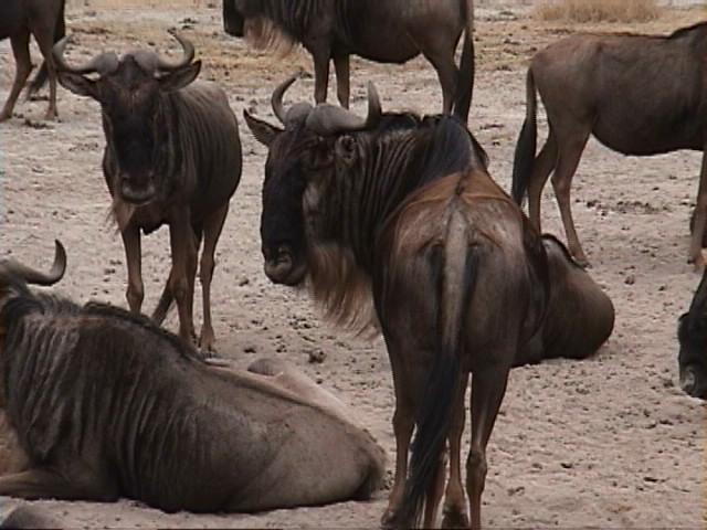 Dn-a1684-Wildebeest Herd-by Darren New.jpg