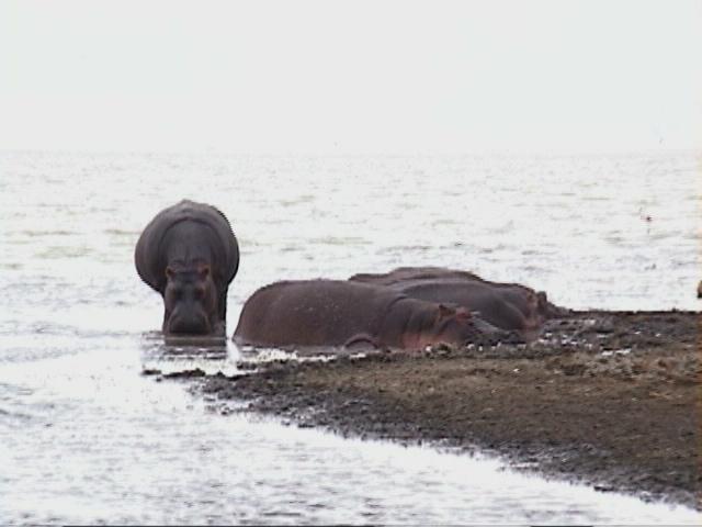 Dn-a1686-Hippopotamuses-by Darren New.jpg