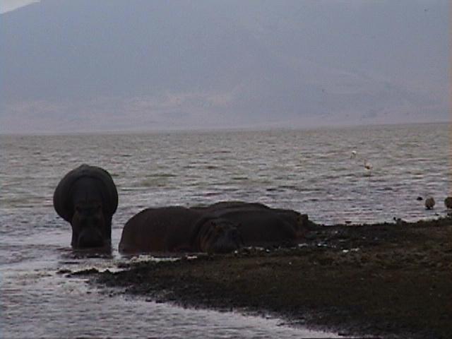 Dn-a1687-Hippopotamuses-by Darren New.jpg