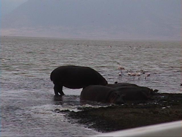 Dn-a1688-Hippopotamuses-by Darren New.jpg