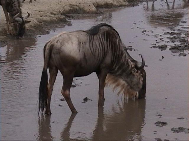 Dn-a1691-Wildebeet-by Darren New.jpg