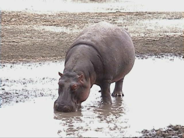 Dn-a1692-Hippopotamus-by Darren New.jpg