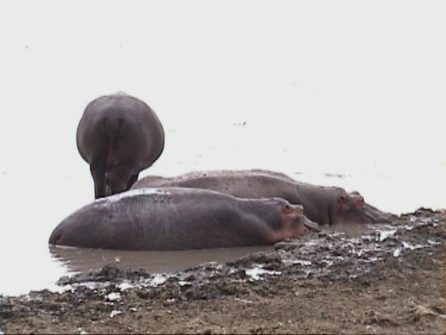Dn-a1693-Hippopotamuses-by Darren New.jpg