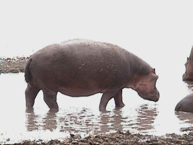 Dn-a1694-Hippopotamus-by Darren New.jpg