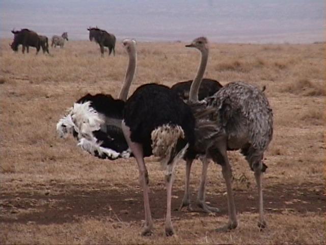Dn-a1695-Ostriches-by Darren New.jpg