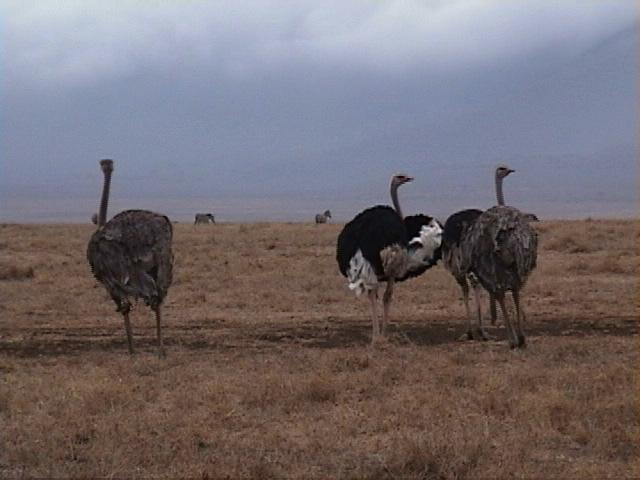 Dn-a1696-Ostriches-by Darren New.jpg