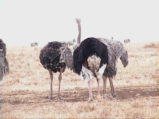 Dn-a1698-Ostriches-by Darren New.jpg