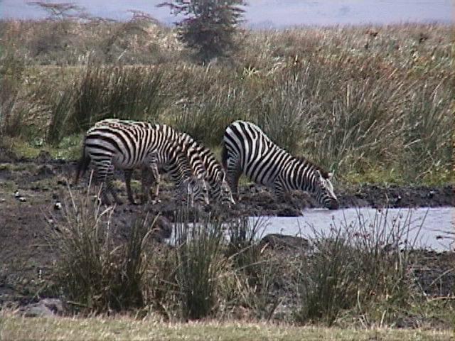 Dn-a1705-Zebras-by Darren New.jpg