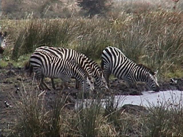 Dn-a1706-Zebras-by Darren New.jpg